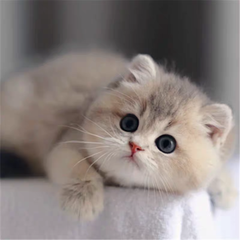 猫舍直销批发价格出售蓝金渐层